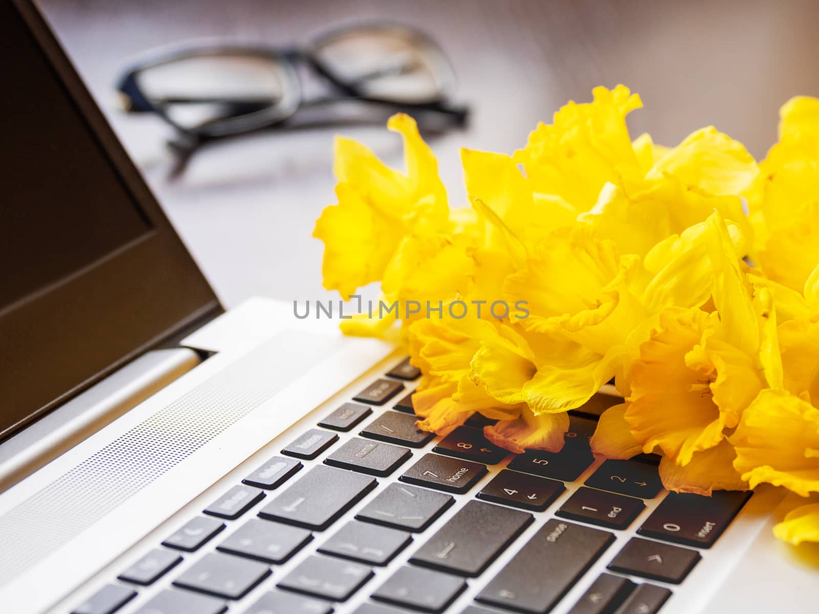 Bouquet of Narcissus or daffodils lying on silver metal laptop. Bright yellow flowers on portable device. Wooden background with glasses.