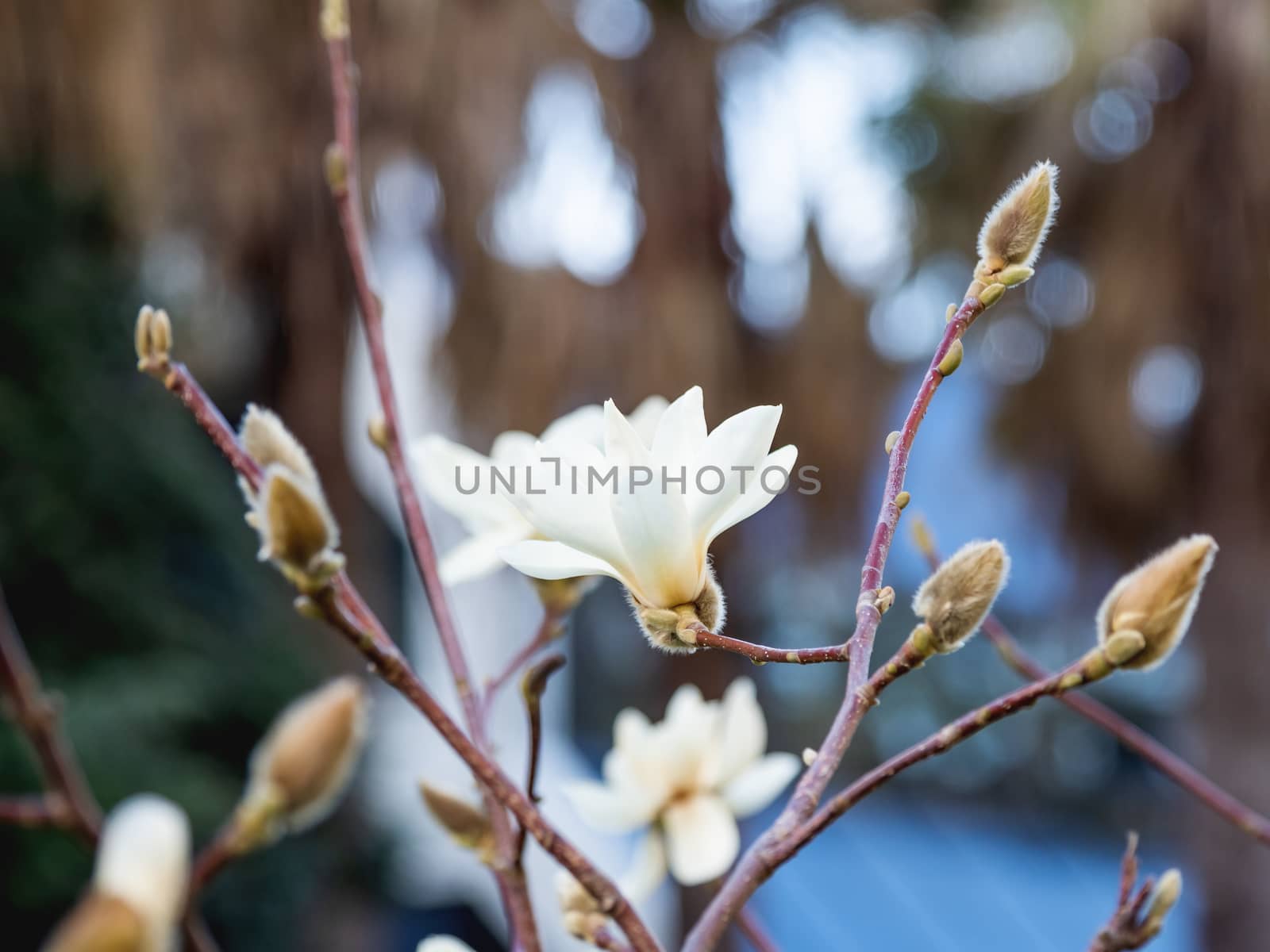 Blooming magnolia. Natural spring background with big beautiful white flower.