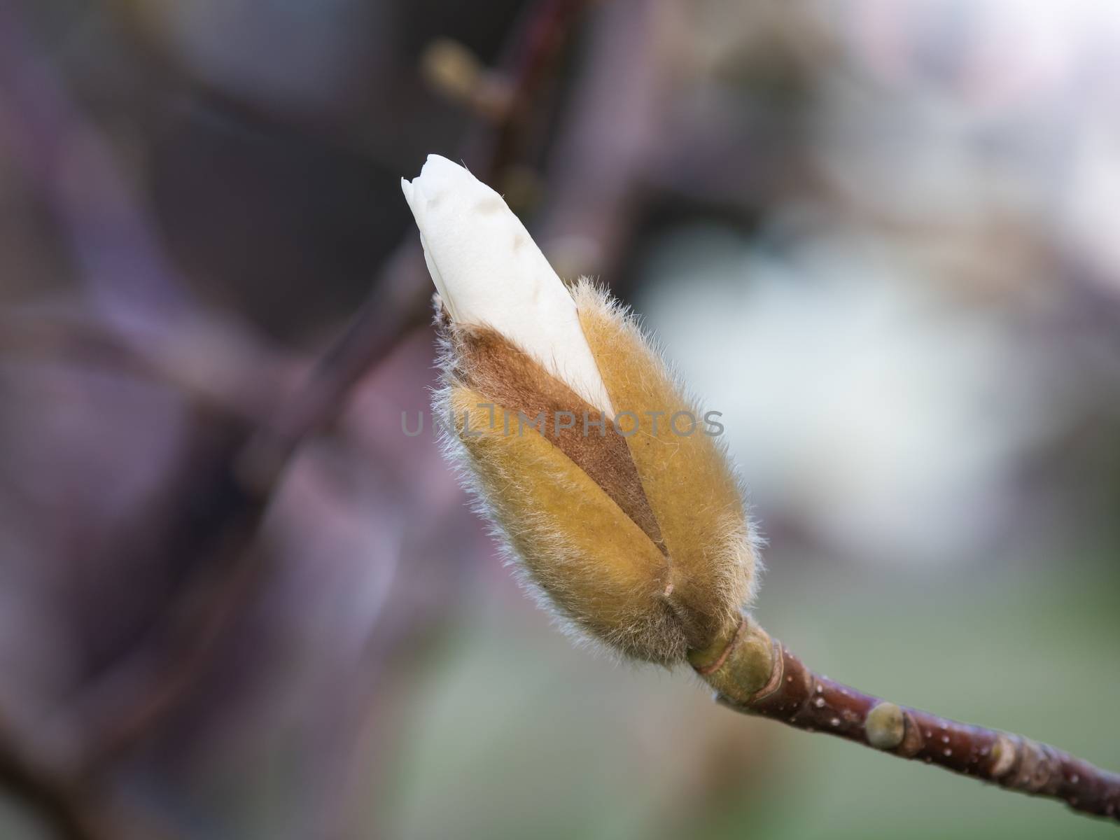 Magnolia flower bud. Natural spring background with beautiful white flower. by aksenovko