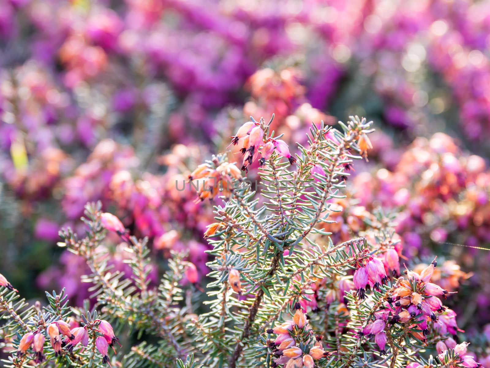 Blooming Calluna vulgaris, known as common heather, ling, or simply heather. Natural spring background with sun shining through pink beautiful flowers.