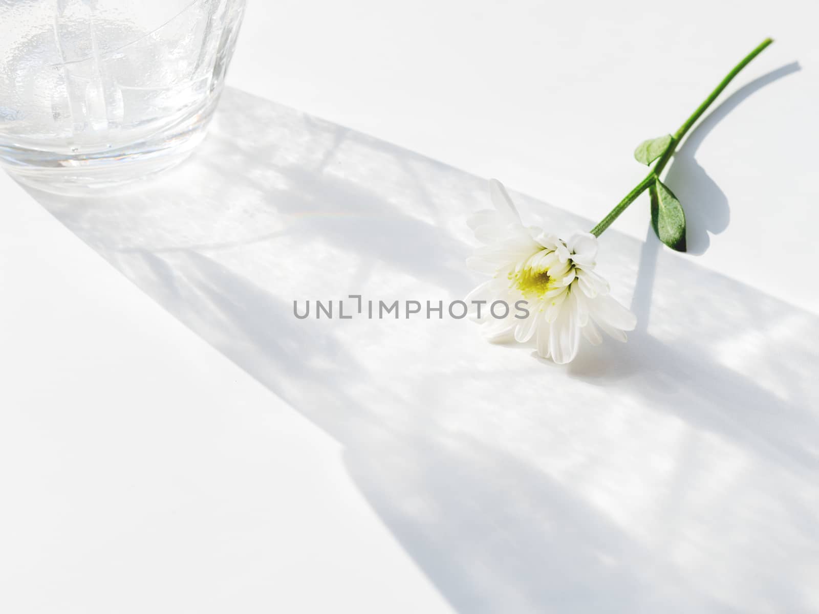 Blooming chrysanthemum flower lying in laced shadow of transparent glass vase.