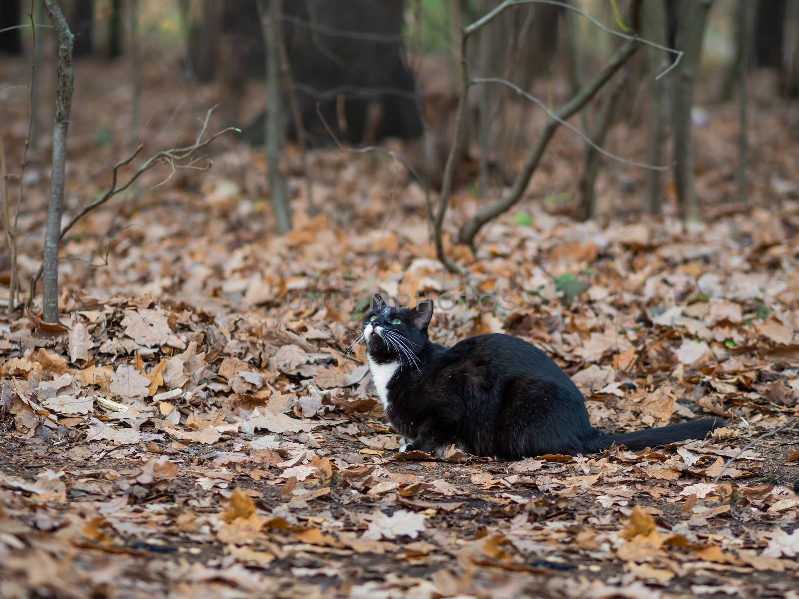 Fluffy black cat with white spots walking in park. Stray animal in forest.