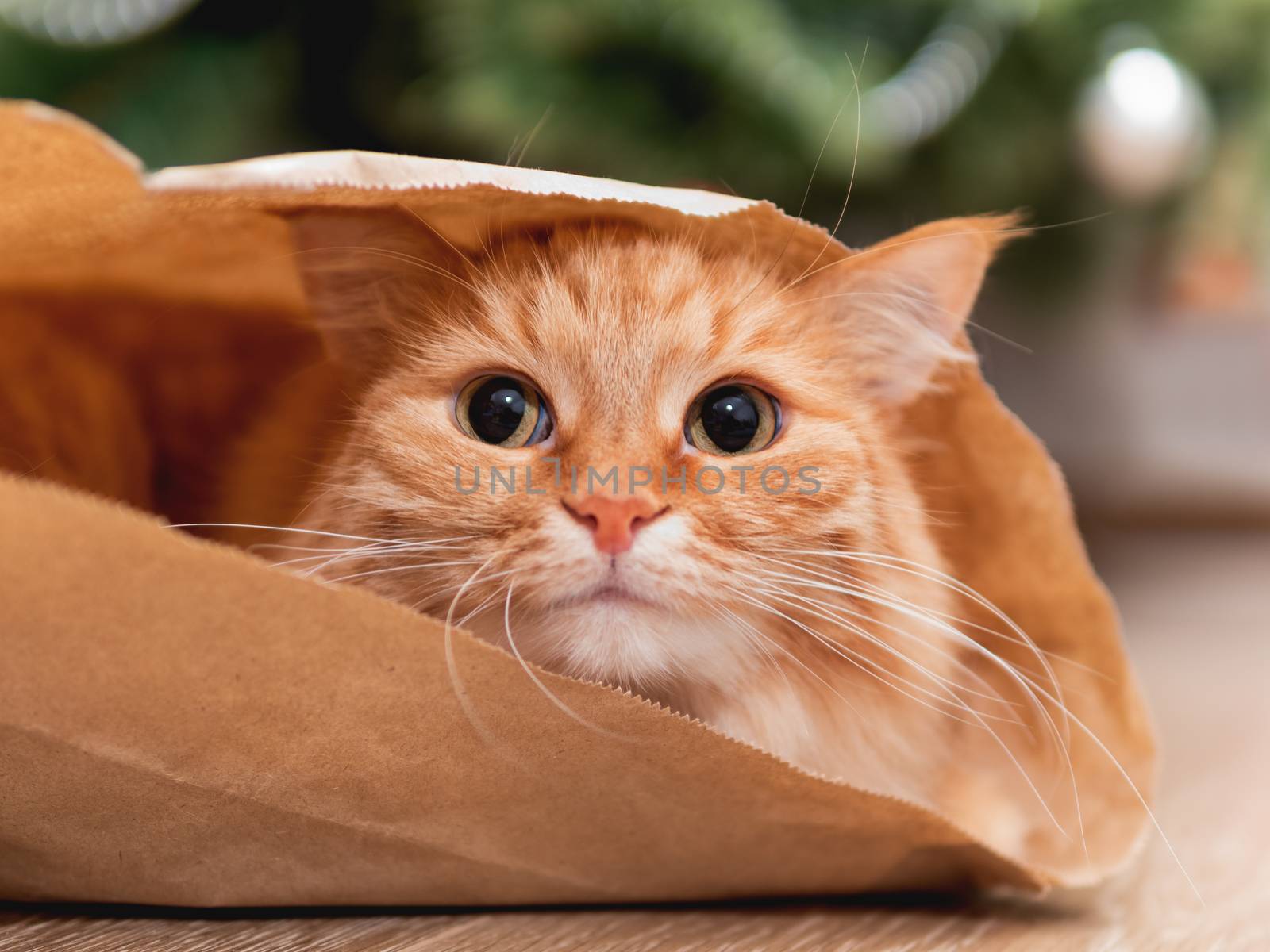 Cute ginger cat is hiding in craft paper bag. Fluffy pet in wrapping paper under the Christmas tree. Cozy home with decorations for New Year celebration. by aksenovko