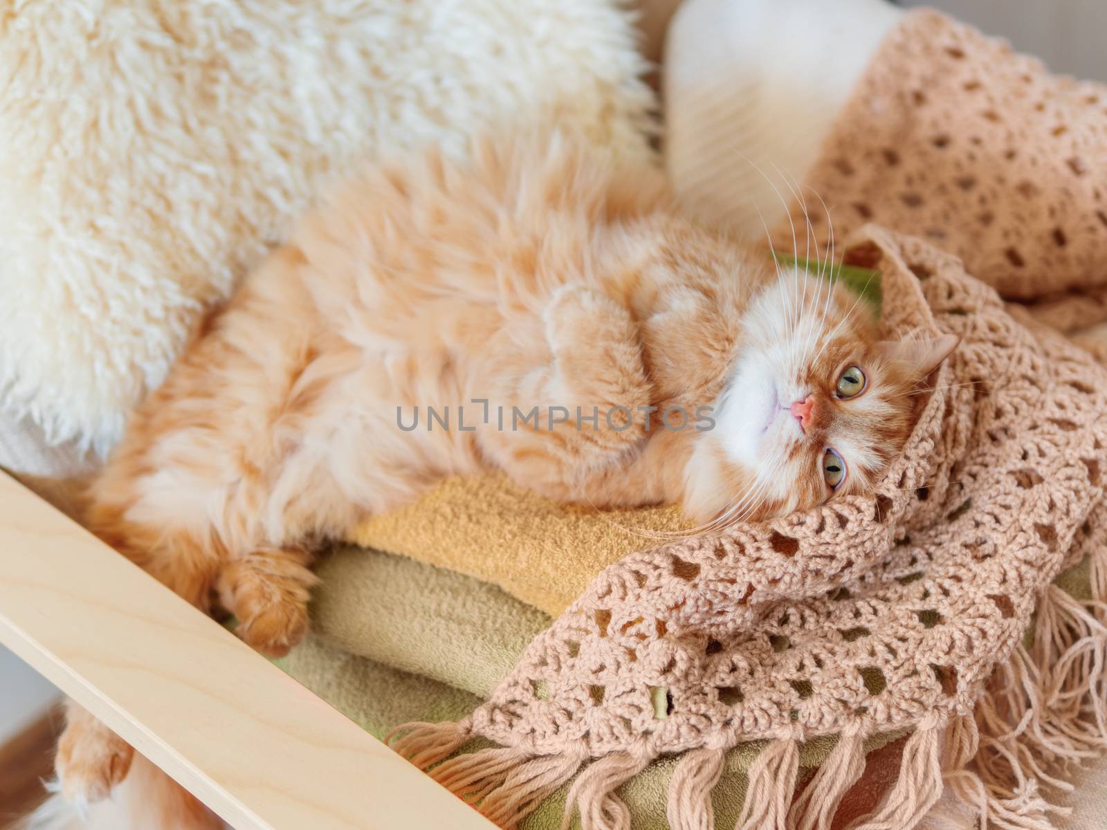 Cute ginger cat sleeping on pile of clothes. Fluffy pet mimics the color of textile.