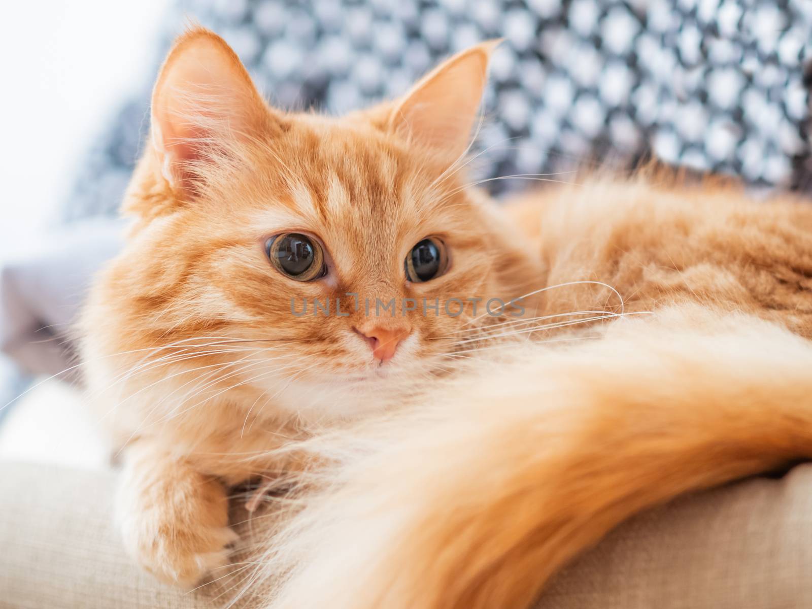 Cute ginger cat is lying on beige chair. Pile of crumpled clothes behind fluffy pet.