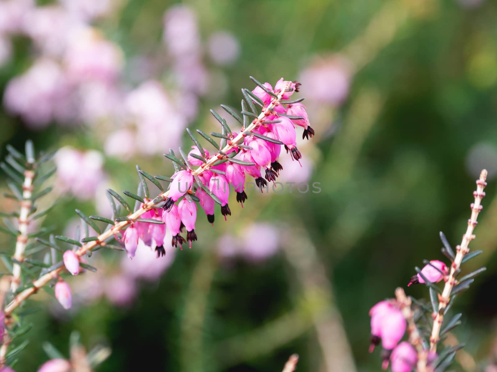 Blooming Calluna vulgaris, known as common heather, ling, or simply heather. Natural spring background with sun shining through pink beautiful flowers.