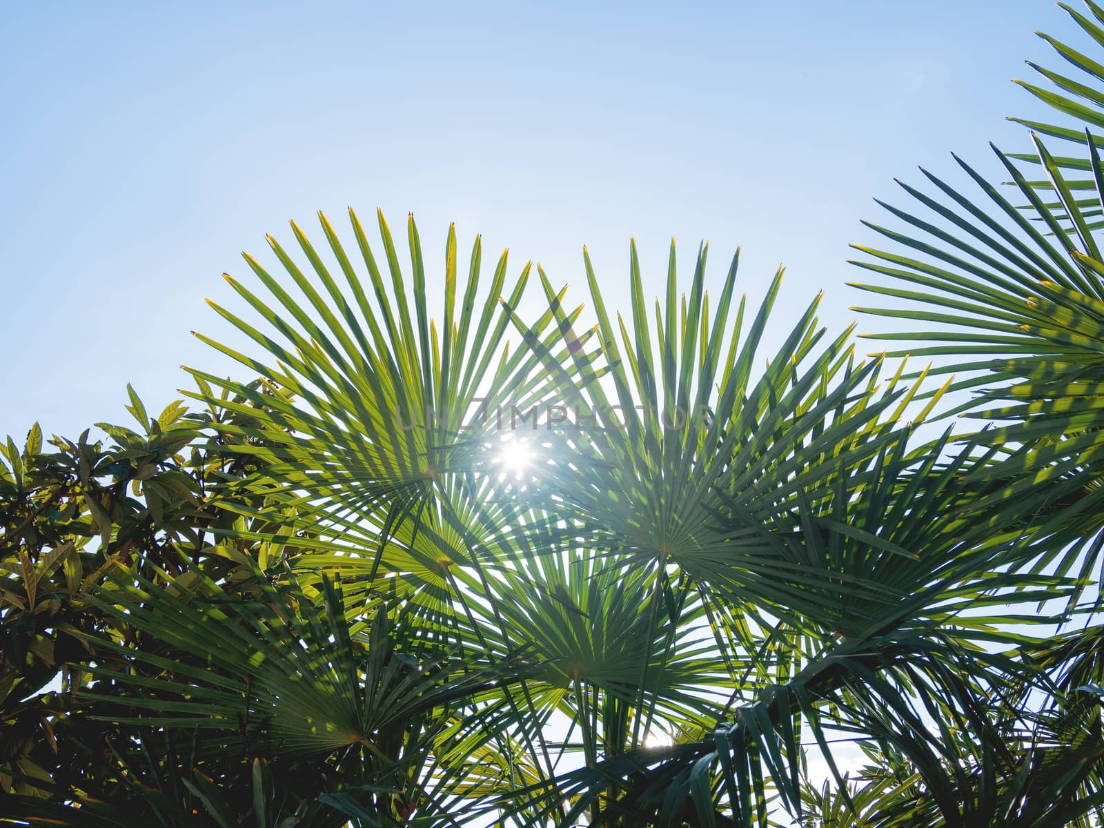 Sun shines on palm tree leaves. Tropical trees with fresh green foliage.