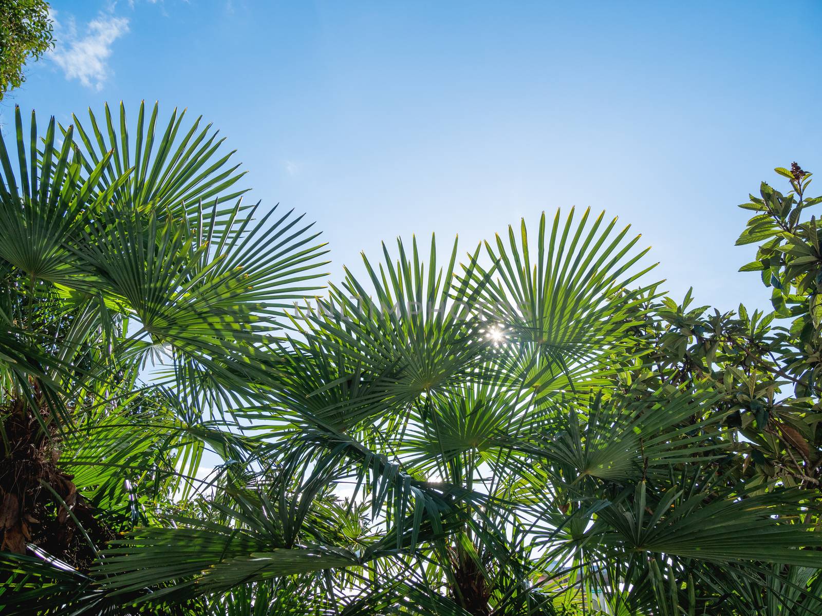 Sun shines on palm trees leaves. Tropical trees with fresh green foliage.