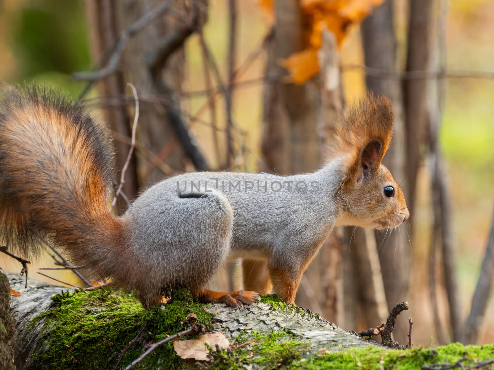 Cute squirrel sitting on birch tree. Wild curious rodent is staring in camera. Autumn forest background.