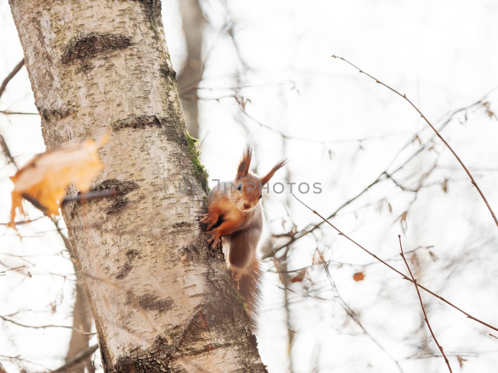 Cute squirrel sitting on birch tree. Wild curious rodent is staring in camera. Autumn forest background.