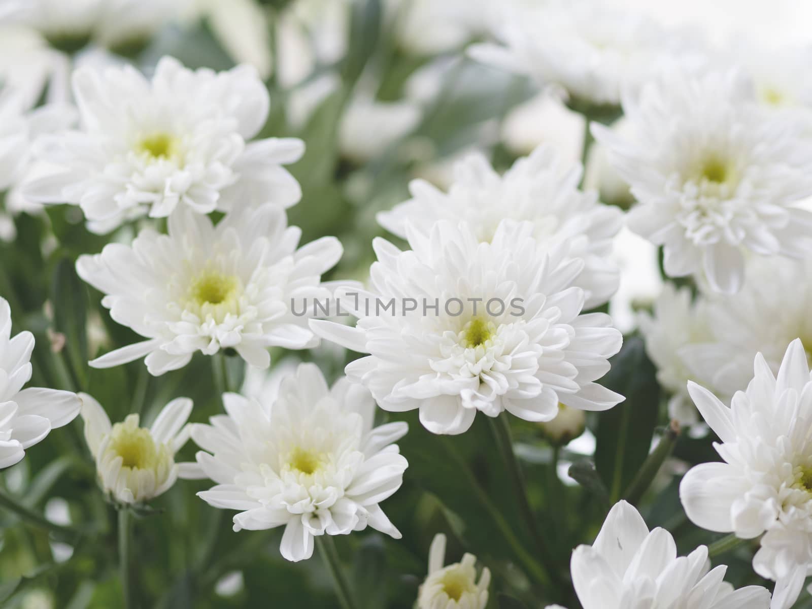 Macro photo of chrysanthemum flowers on window sill. Sunny morning in cozy home.