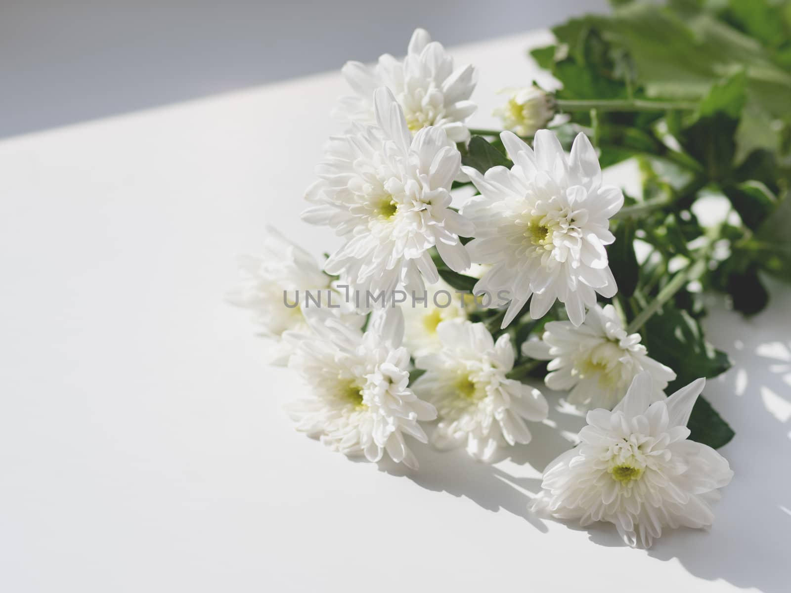 Bouquet of chrysanthemum flowers lying on white window sill. Sunny morning in cozy home. by aksenovko