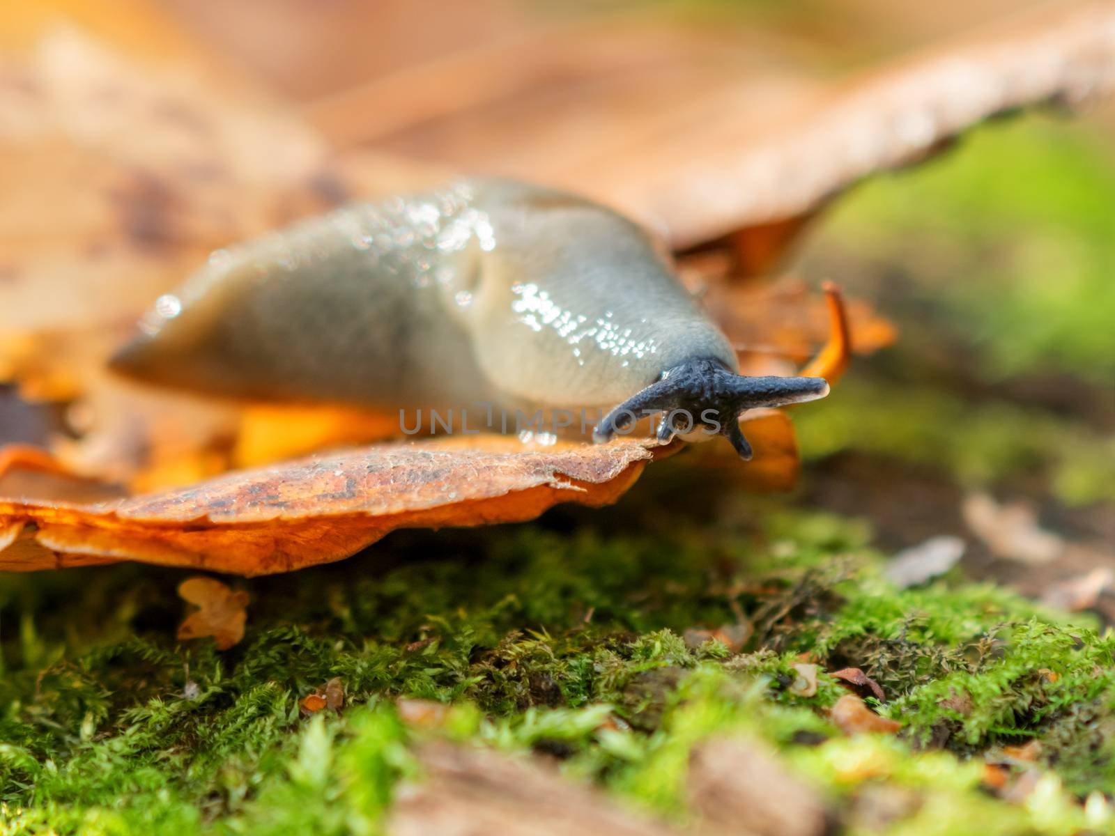 Macro photo of a slug in forest. Shell-less terrestrial gastropod mollusc on bright autumn leaf.