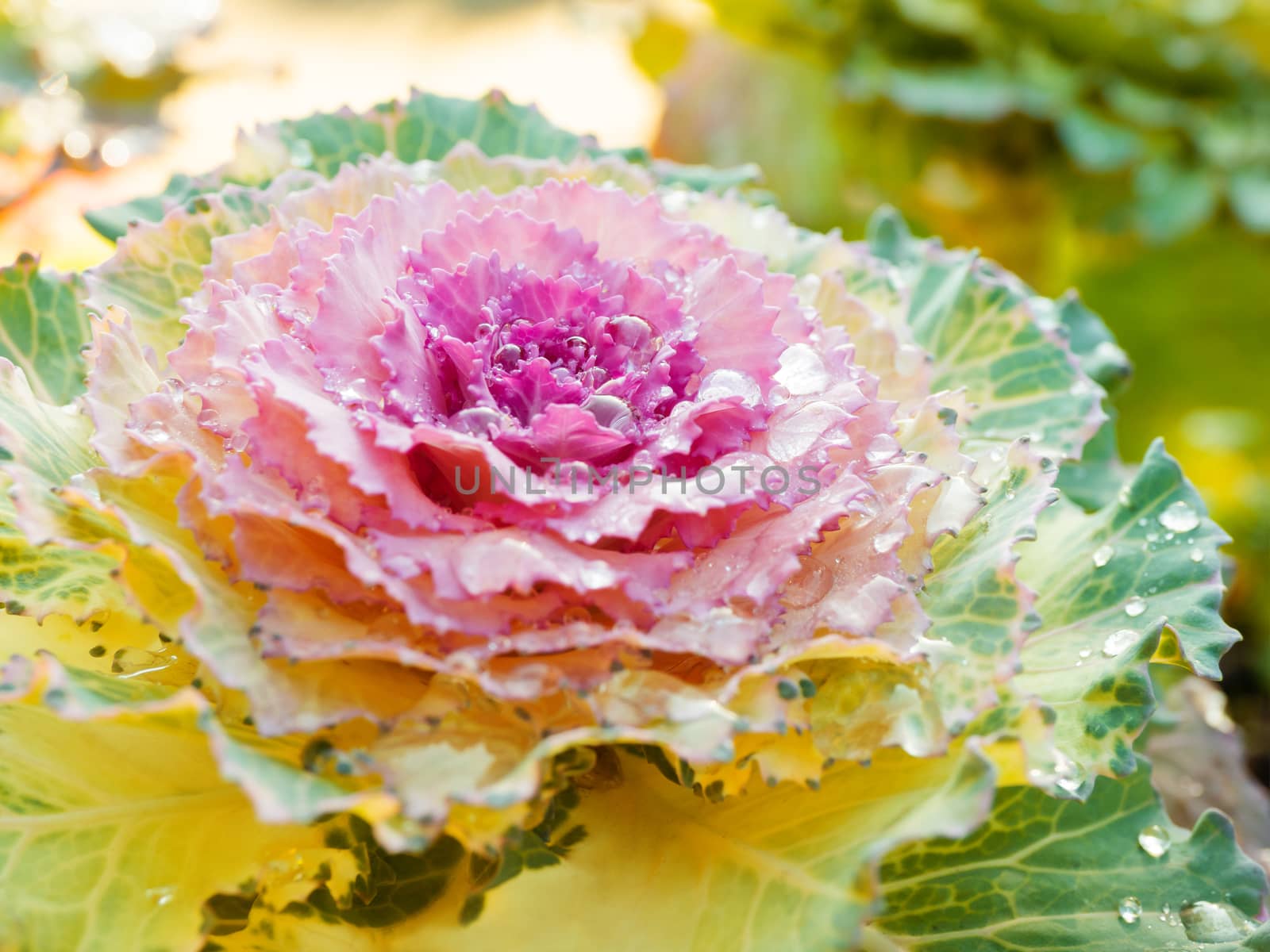 Brassica oleracea var. acephala, close up photo of decorative plant with morning dew drops.