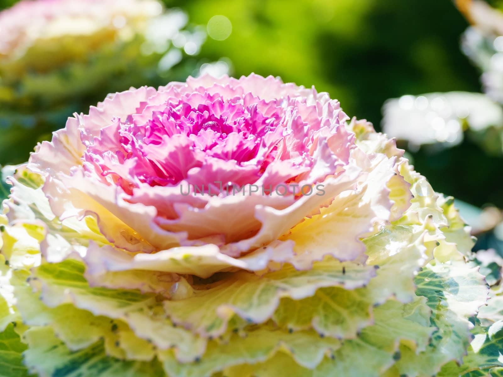 Brassica oleracea var. acephala, close up photo of decorative plant with morning dew drops.