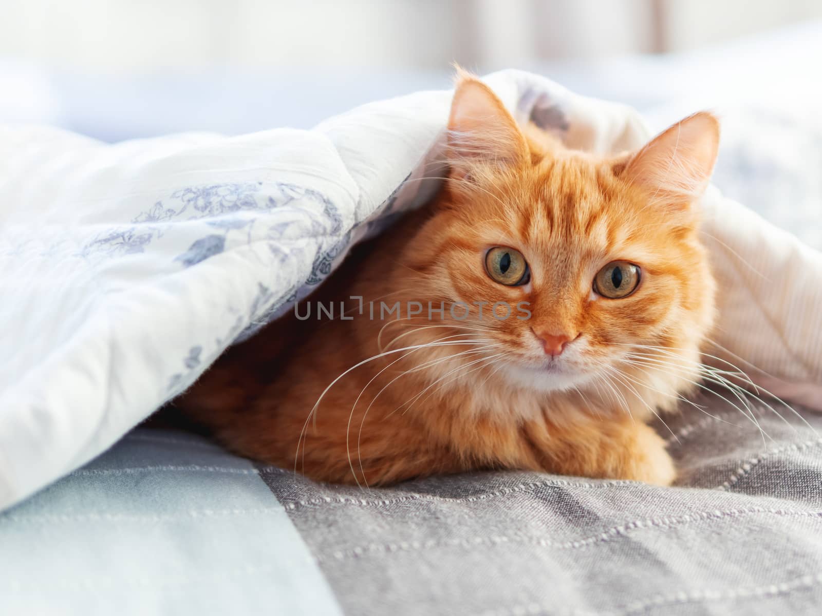 Cute ginger cat is hiding under blanket. Fluffy pet with funny face expression. Cozy home background. by aksenovko