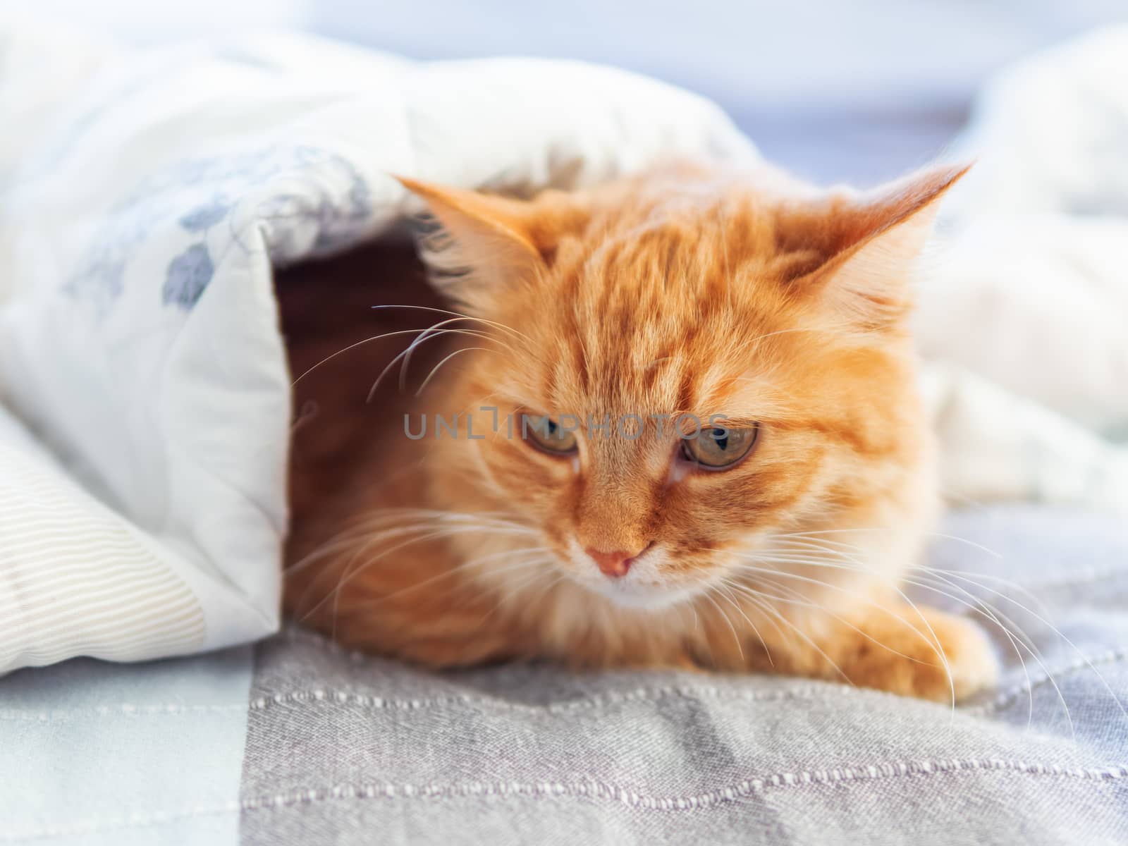Cute ginger cat is hiding under blanket. Fluffy pet with disappointed face expression. Cozy home background. by aksenovko