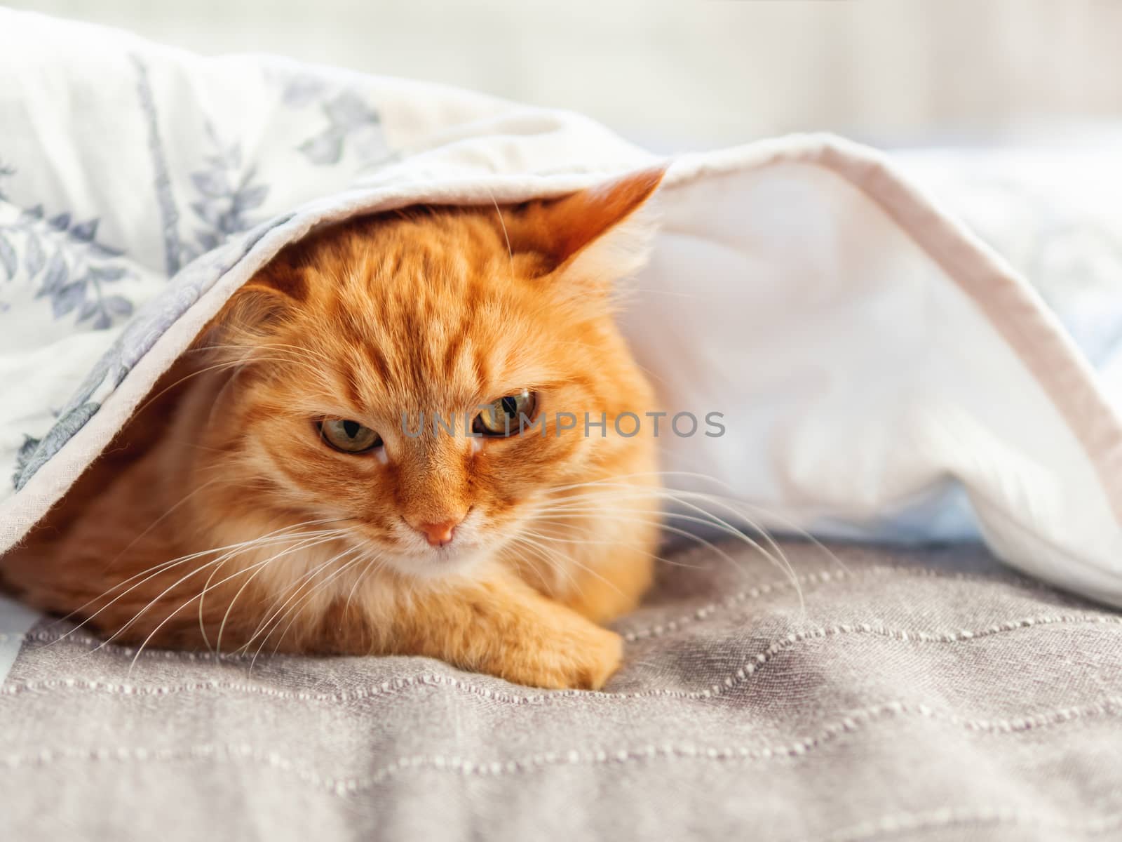 Cute ginger cat is hiding under blanket. Fluffy pet with disappointed face expression. Cozy home background.