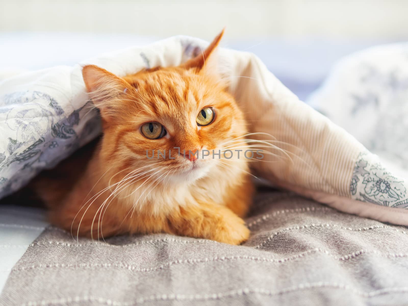 Cute ginger cat is hiding under blanket. Fluffy pet at cozy home background. by aksenovko