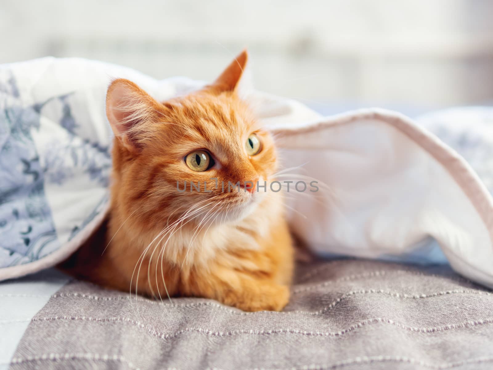 Cute ginger cat is hiding under blanket. Fluffy pet with funny face expression. Cozy home background.