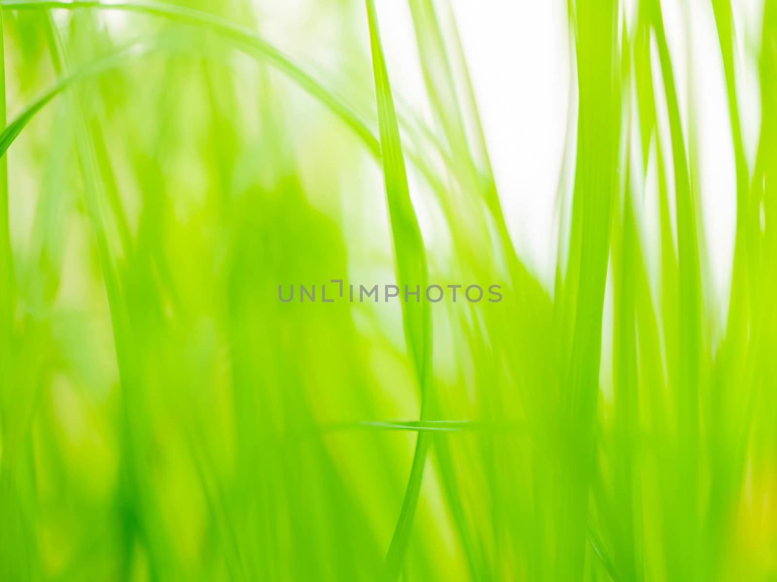 Abstract natural background with fresh spring grass. Green plants and leaves.