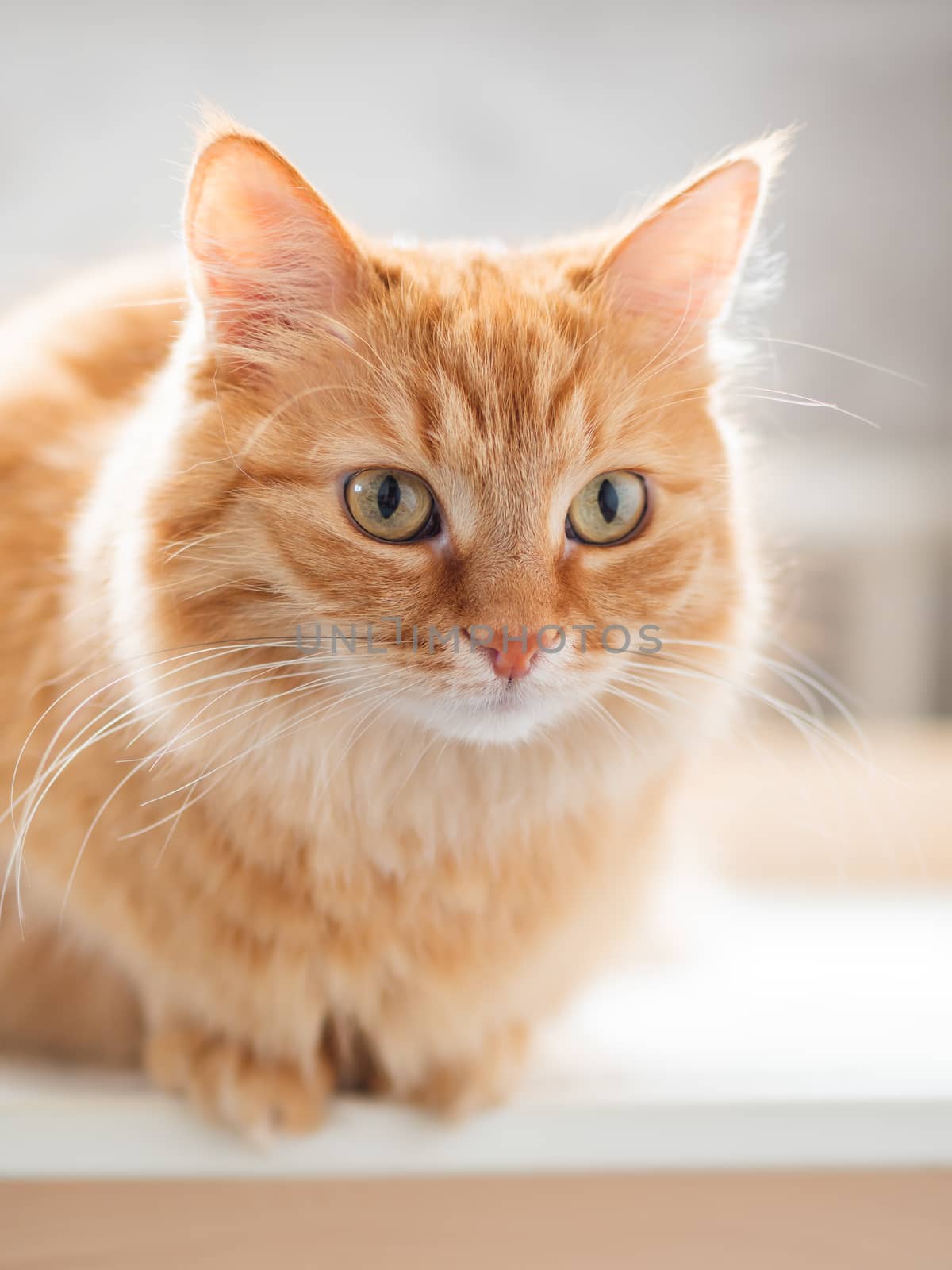 Close up profile portrait of cute ginger cat. Fluffy pet is staring with attention. Curious domestic kitty.