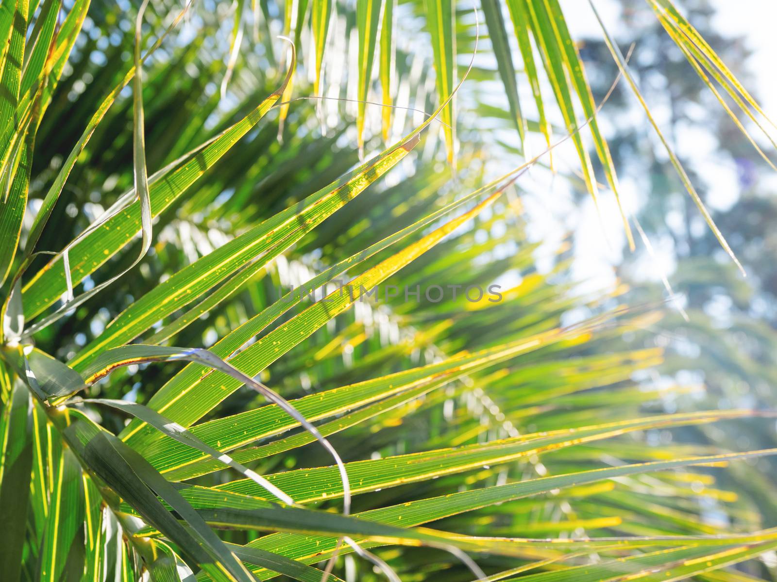 Sun shines through palm tree leaves. Tropical tree with fresh green foliage.