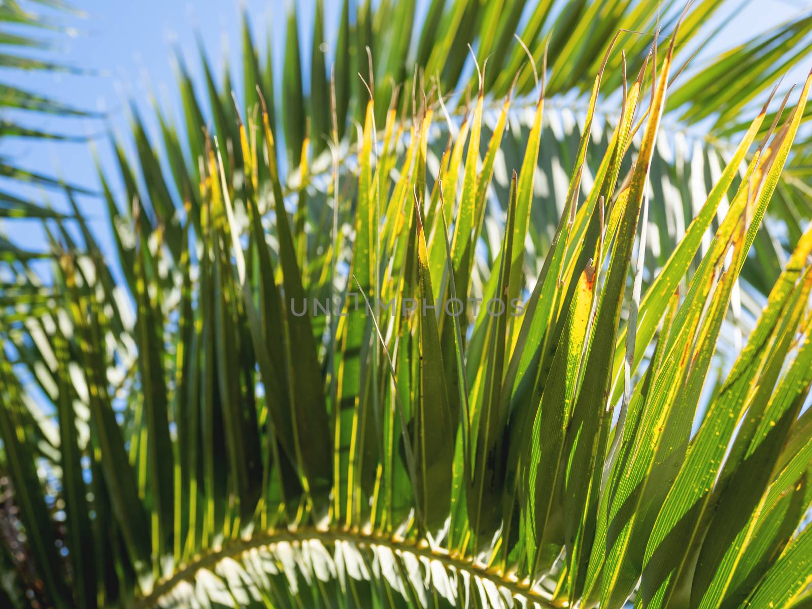 Sun shines on palm tree leaves. Tropical tree with fresh green foliage. by aksenovko
