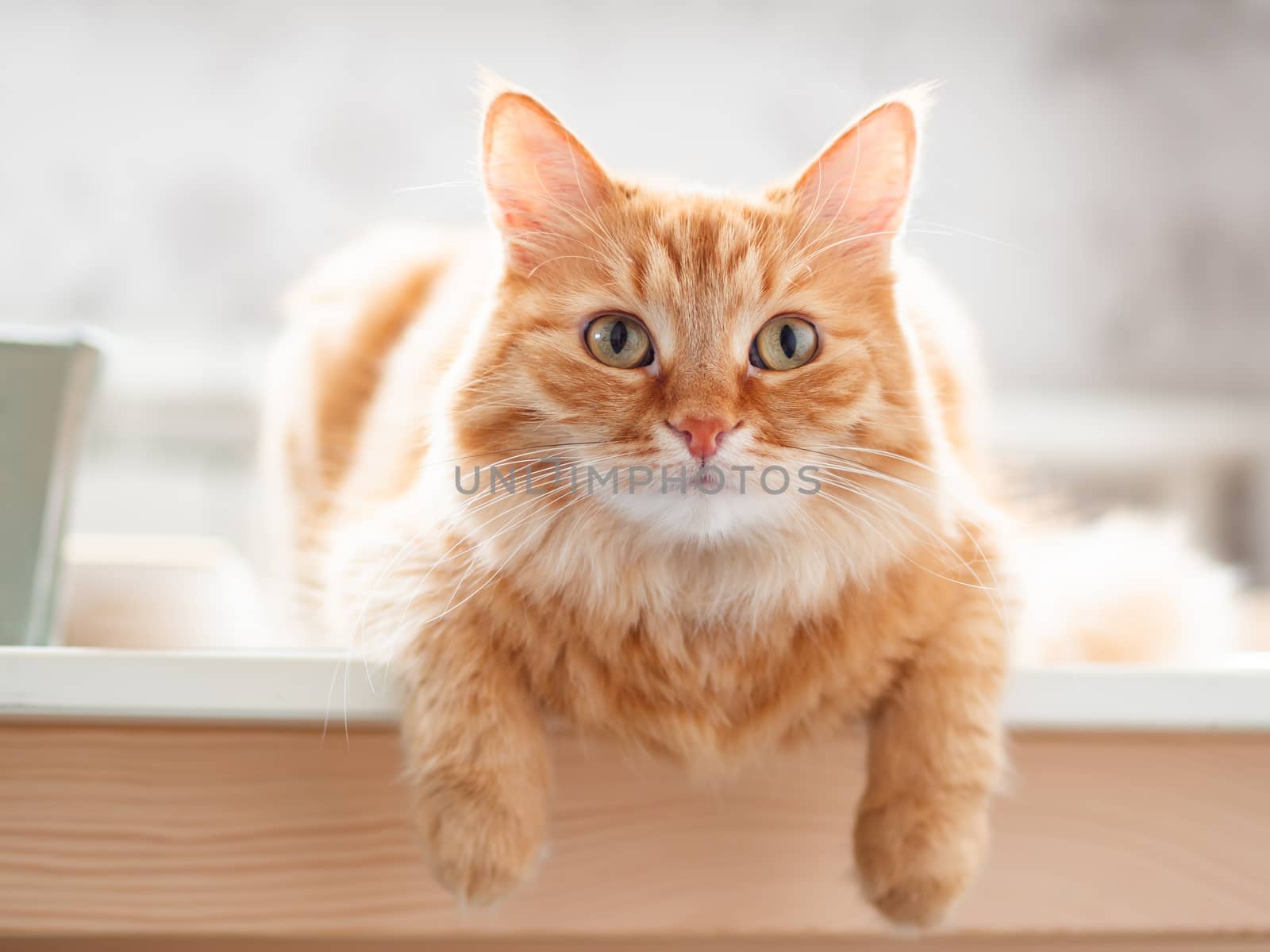 Close up portrait of cute ginger cat. Fluffy pet is staring in camera. Domestic kitty sitting on table.