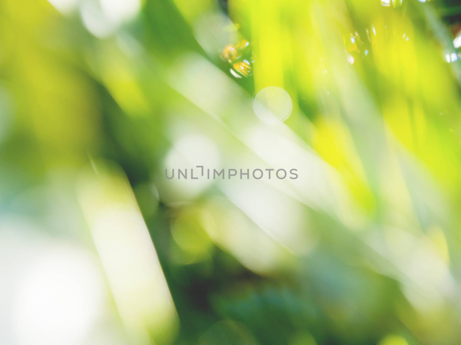 Sun shines through palm tree leaves. Tropical tree with fresh green foliage. Natural defocused background.
