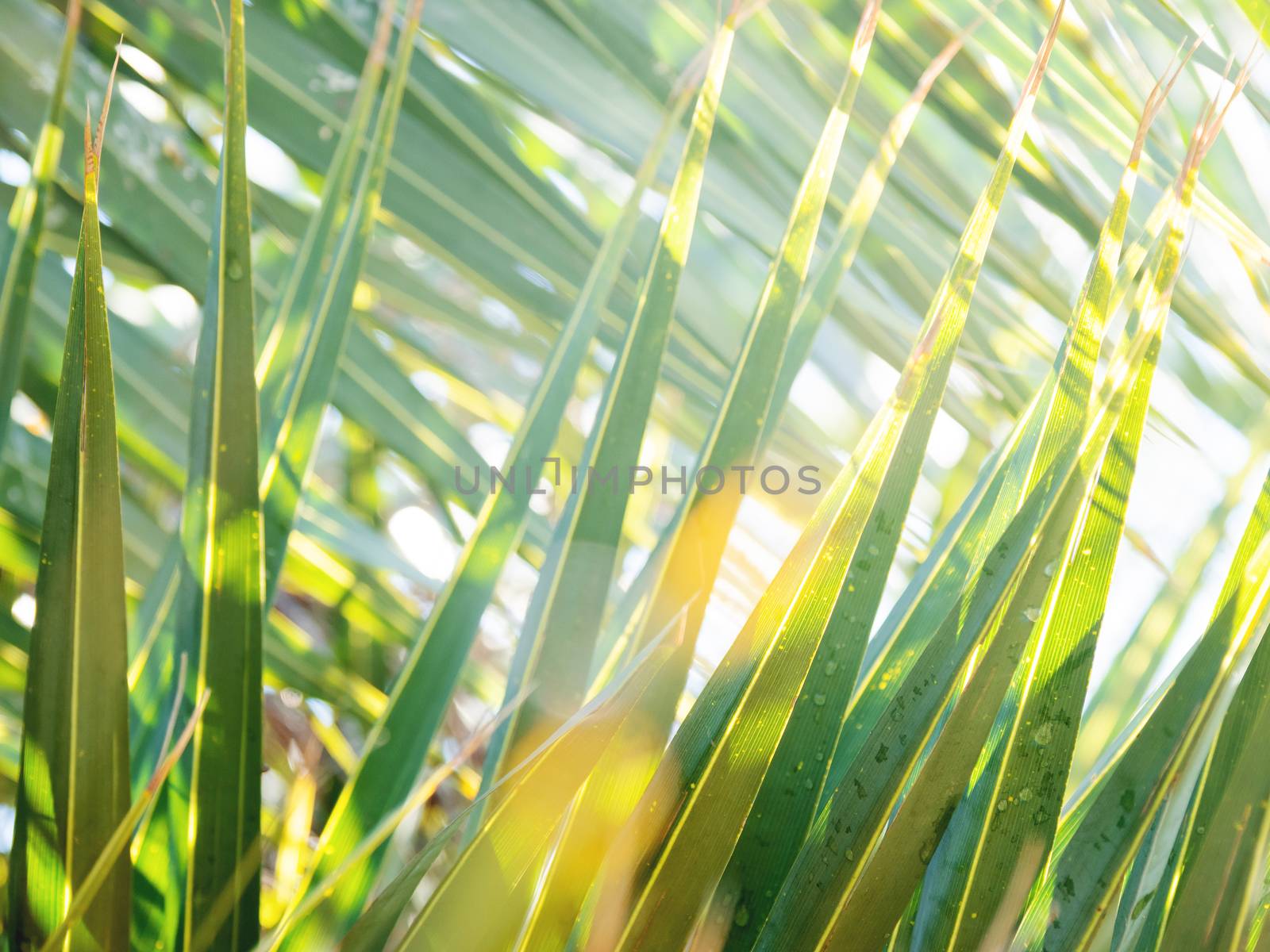 Sun shines on wet palm tree leaves. Tropical tree with fresh green foliage.