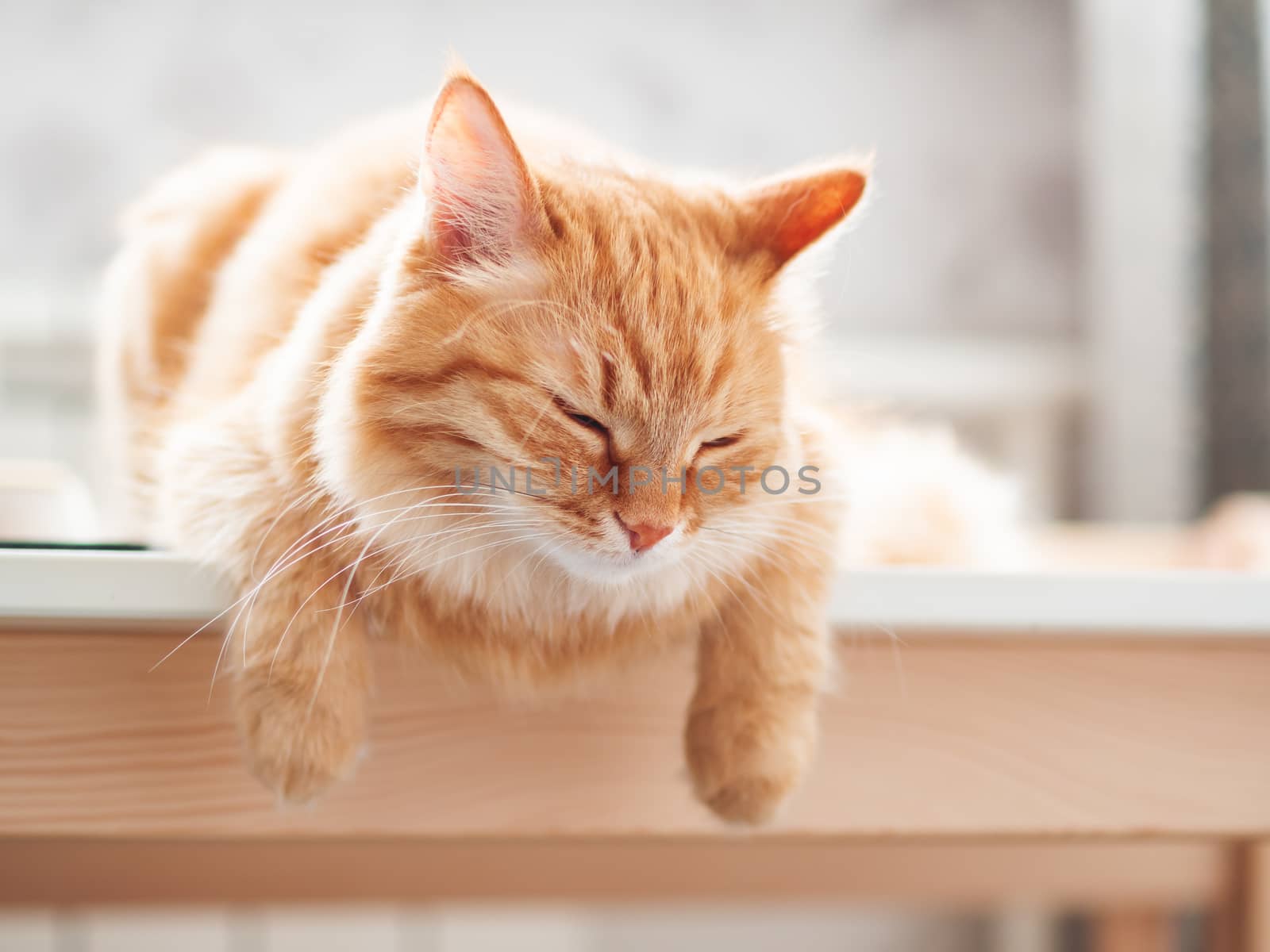 Close up portrait of cute ginger cat. Fluffy pet is sleeping. Domestic kitty sitting on table. by aksenovko