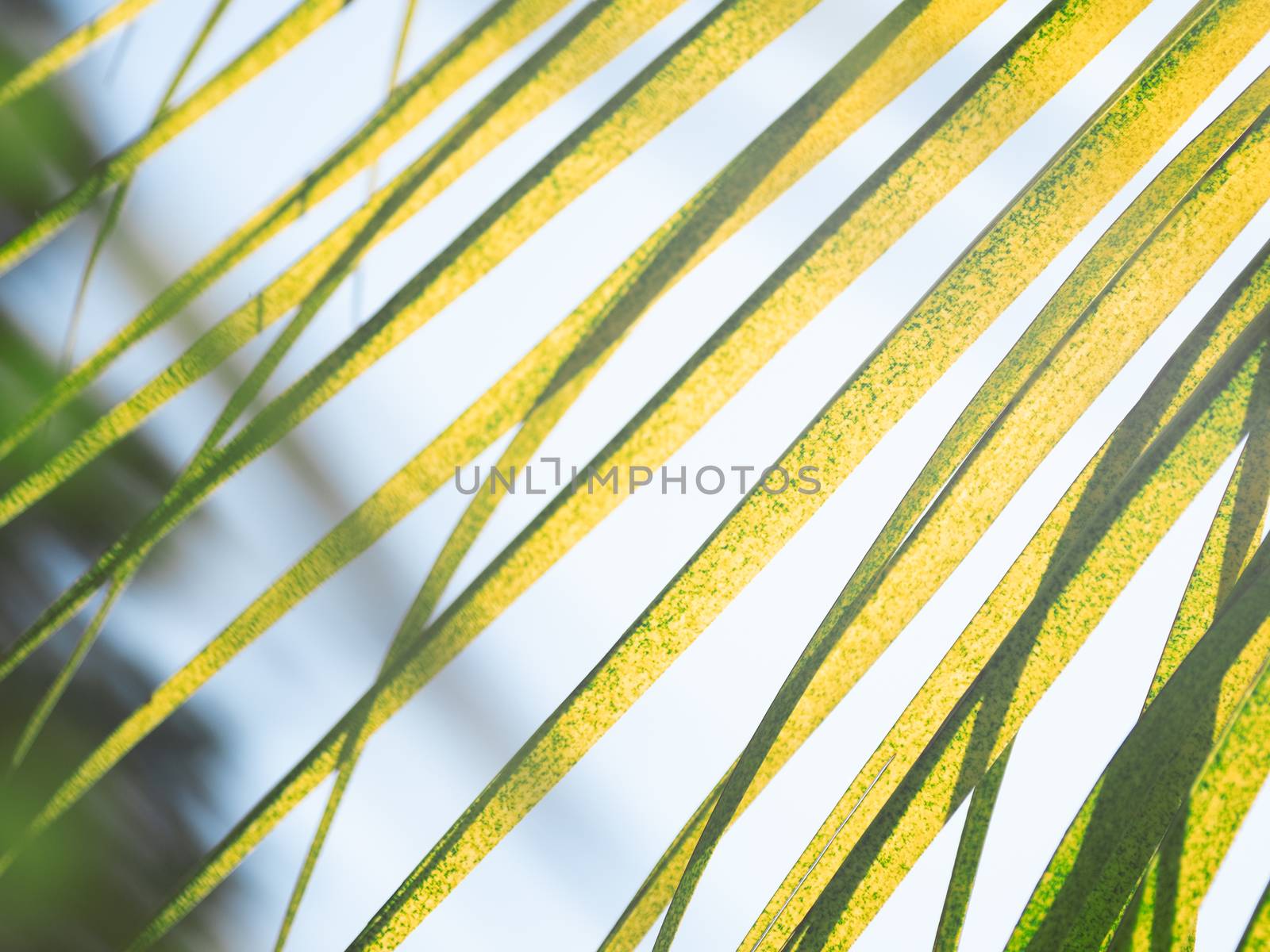 Sun shines through palm tree leaves. Tropical tree with fresh green foliage. by aksenovko