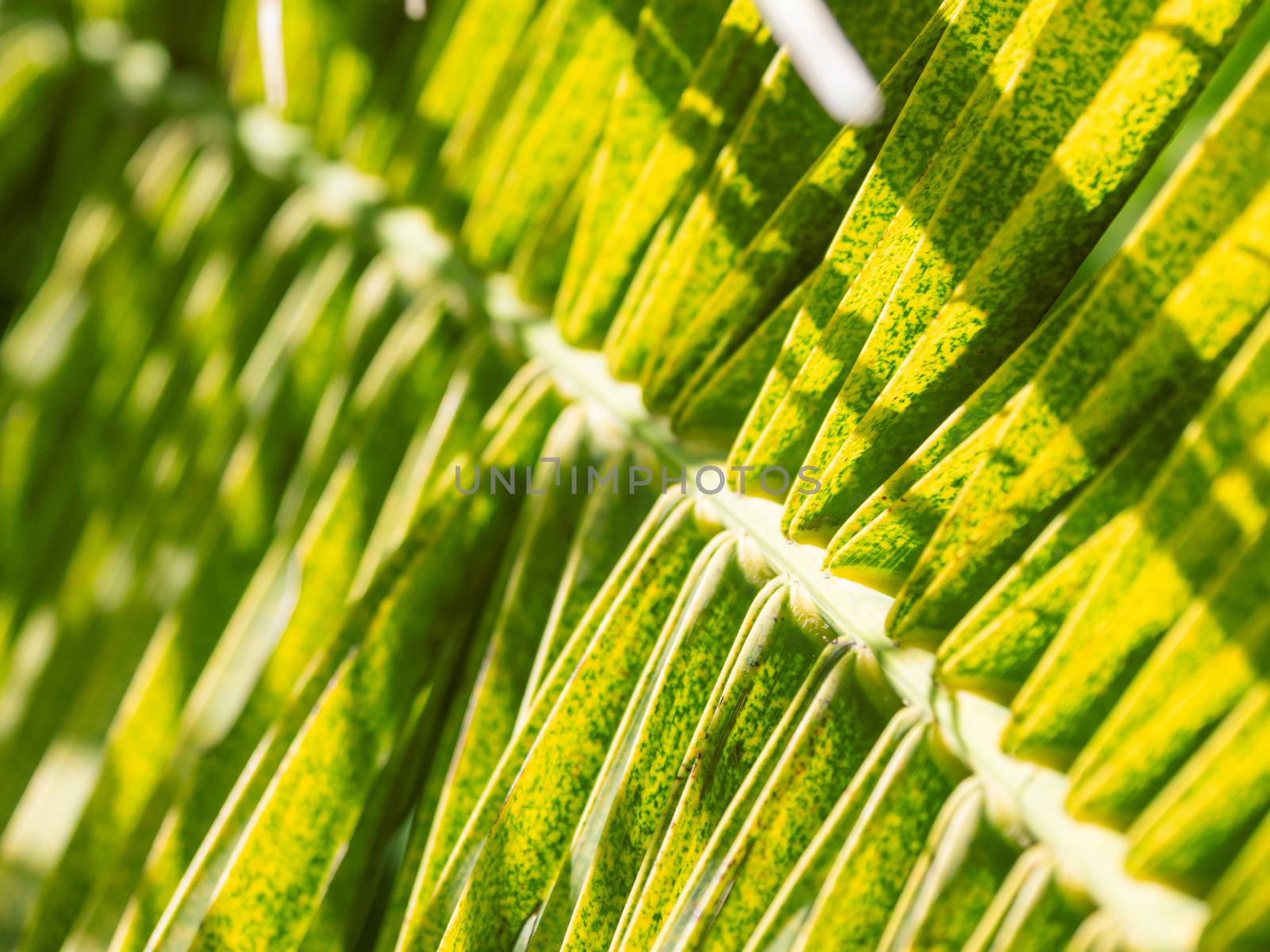 Sun shines on palm tree leaves. Tropical tree with fresh green foliage. by aksenovko