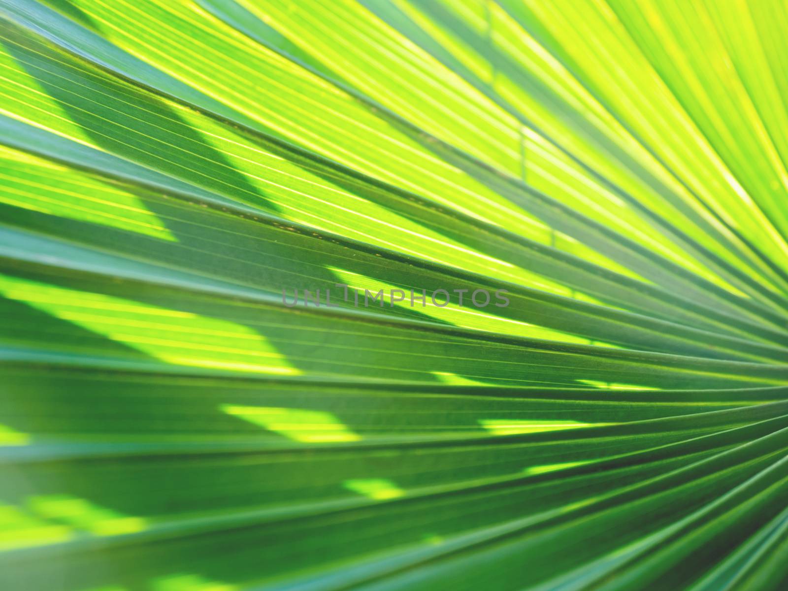 Sun shines through palm tree leaves. Tropical tree with fresh green foliage.