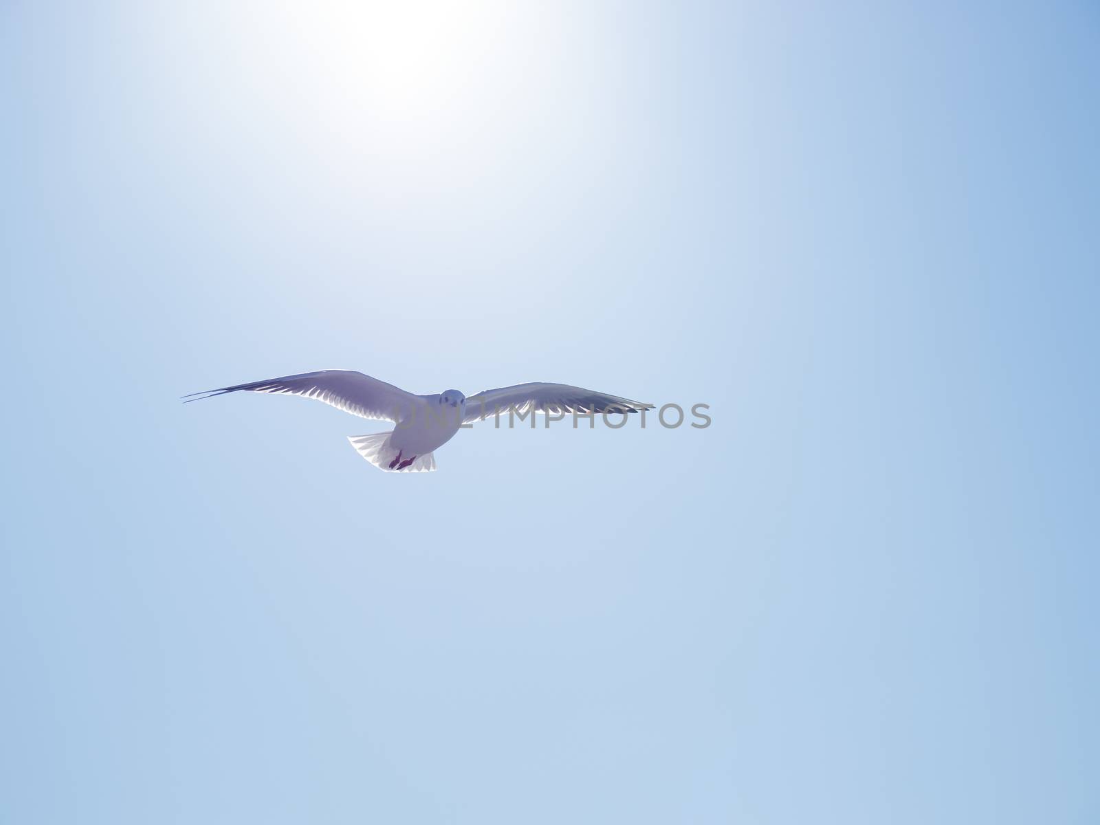 Seagull floats in the air. Bottom view of sea birds against a clear sky and bright sun. by aksenovko