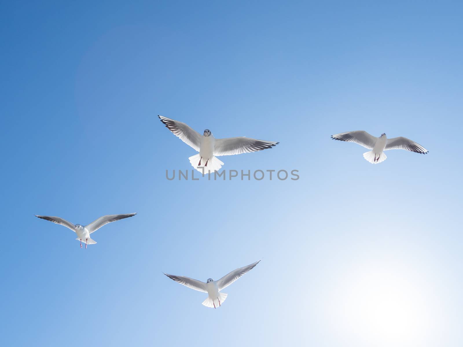 Seagulls float in the air. Bottom view of sea birds against a clear sky and bright sun.