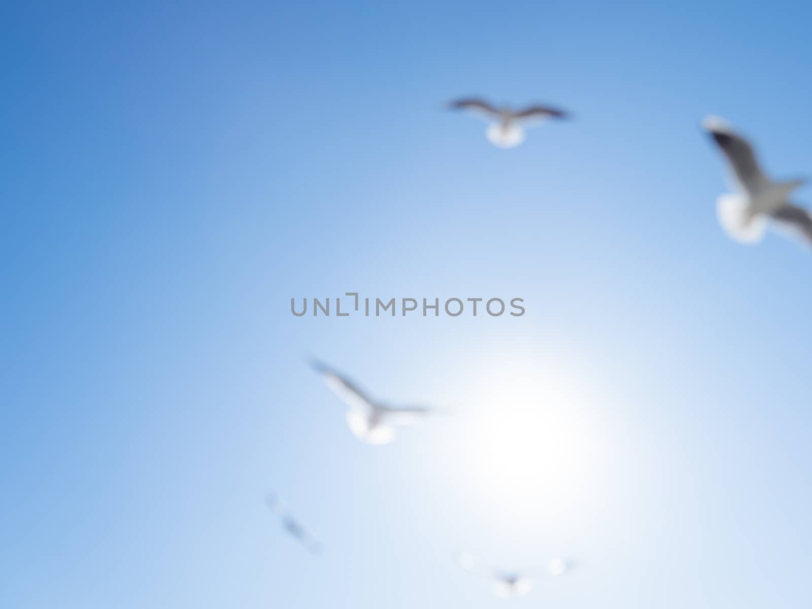 Seagulls float in the air. Bottom view of sea birds against a clear sky and bright sun. Natural blurred background.