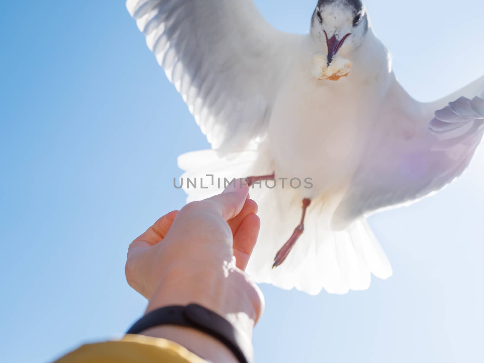 Seagull snatched a piece of bread from the woman's hand. Feeding birds. Bright blue sky on background.