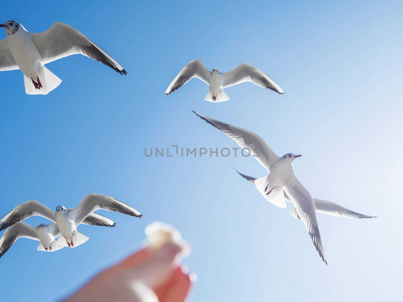 Seagull is trying to snatch a piece of bread from the woman's hand. Feeding birds. Bright blue sky on background. by aksenovko