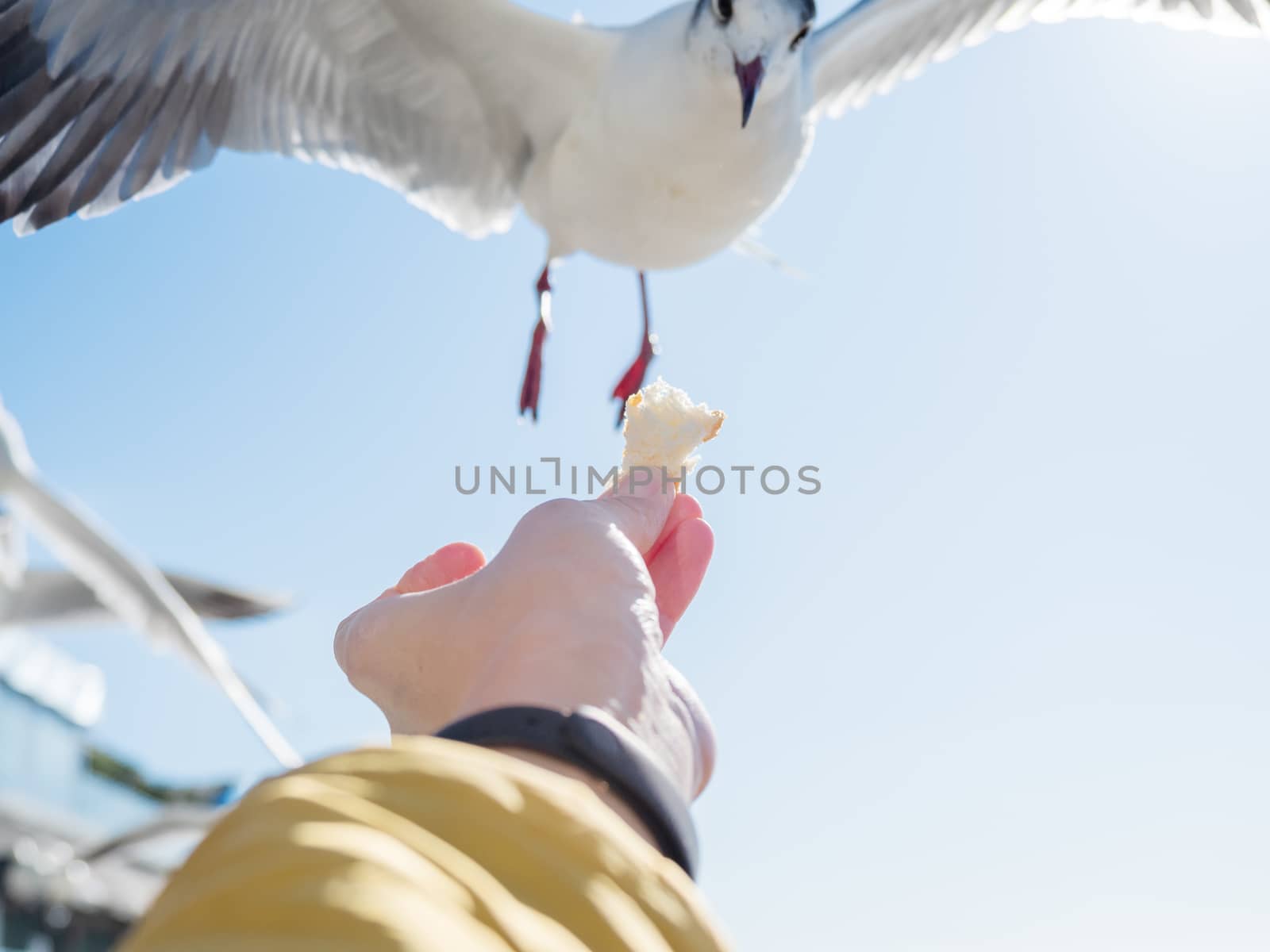Seagull snatched a piece of bread from the woman's hand. Feeding birds. Bright blue sky on background. by aksenovko
