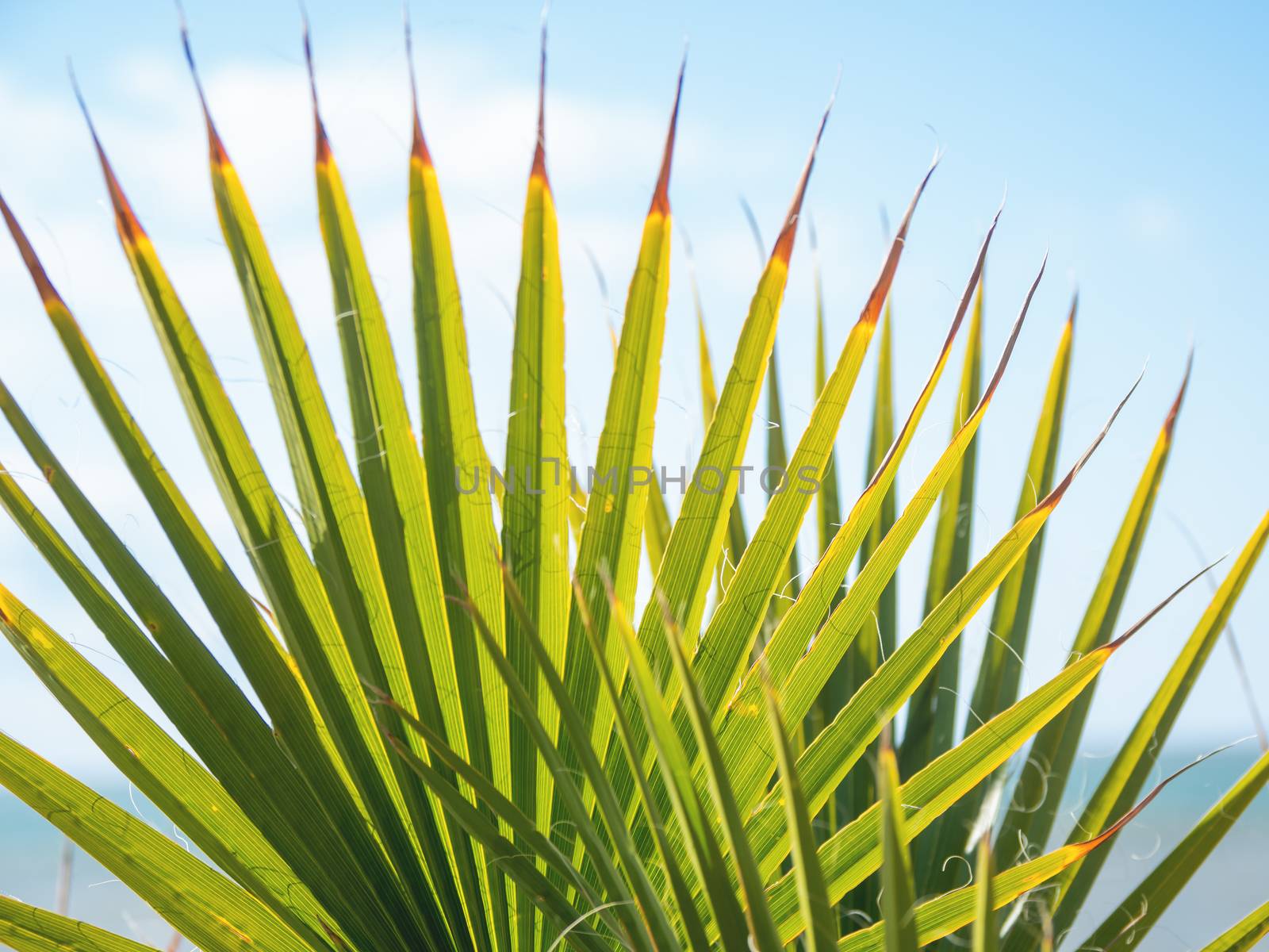 Sun shines through palm tree leaves. Tropical tree with fresh green foliage. by aksenovko