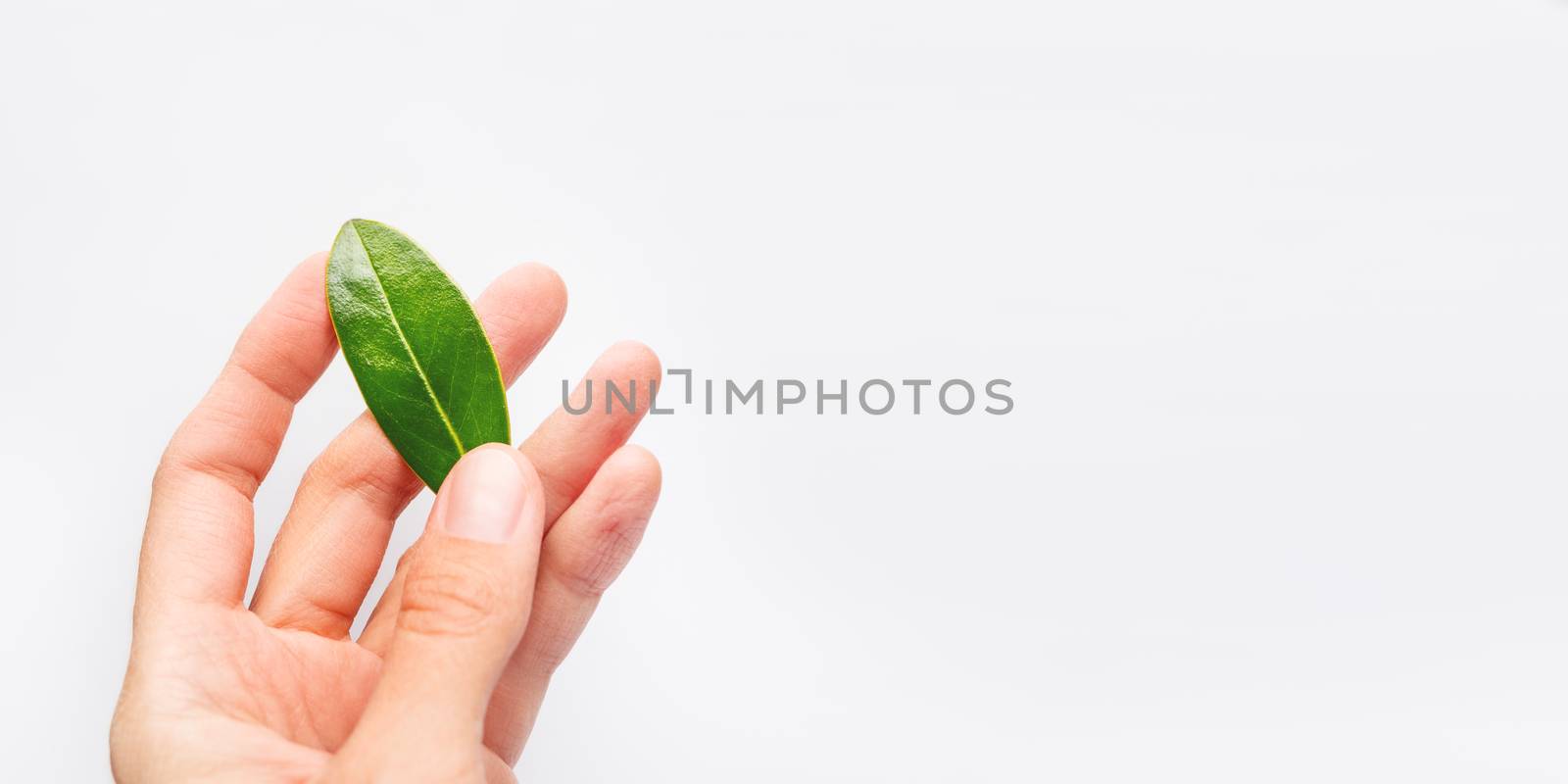 Top view on woman palm hand with fresh green leaf. White background with copy space. Symbol of nature, purity and growth.