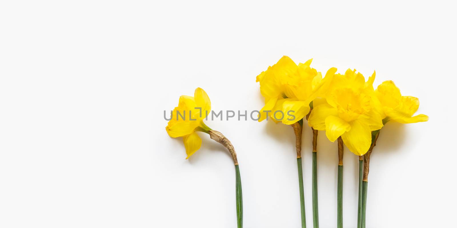 Group of five and one single Narcissus or daffodils. Bright yellow flowers on white background. Banner with copy space.