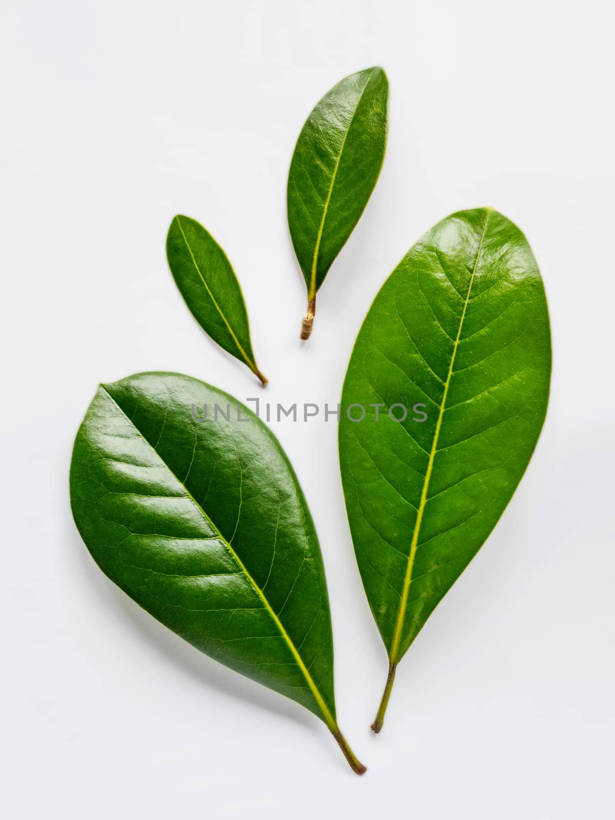Top view on fresh green leaves on white background with copy space.