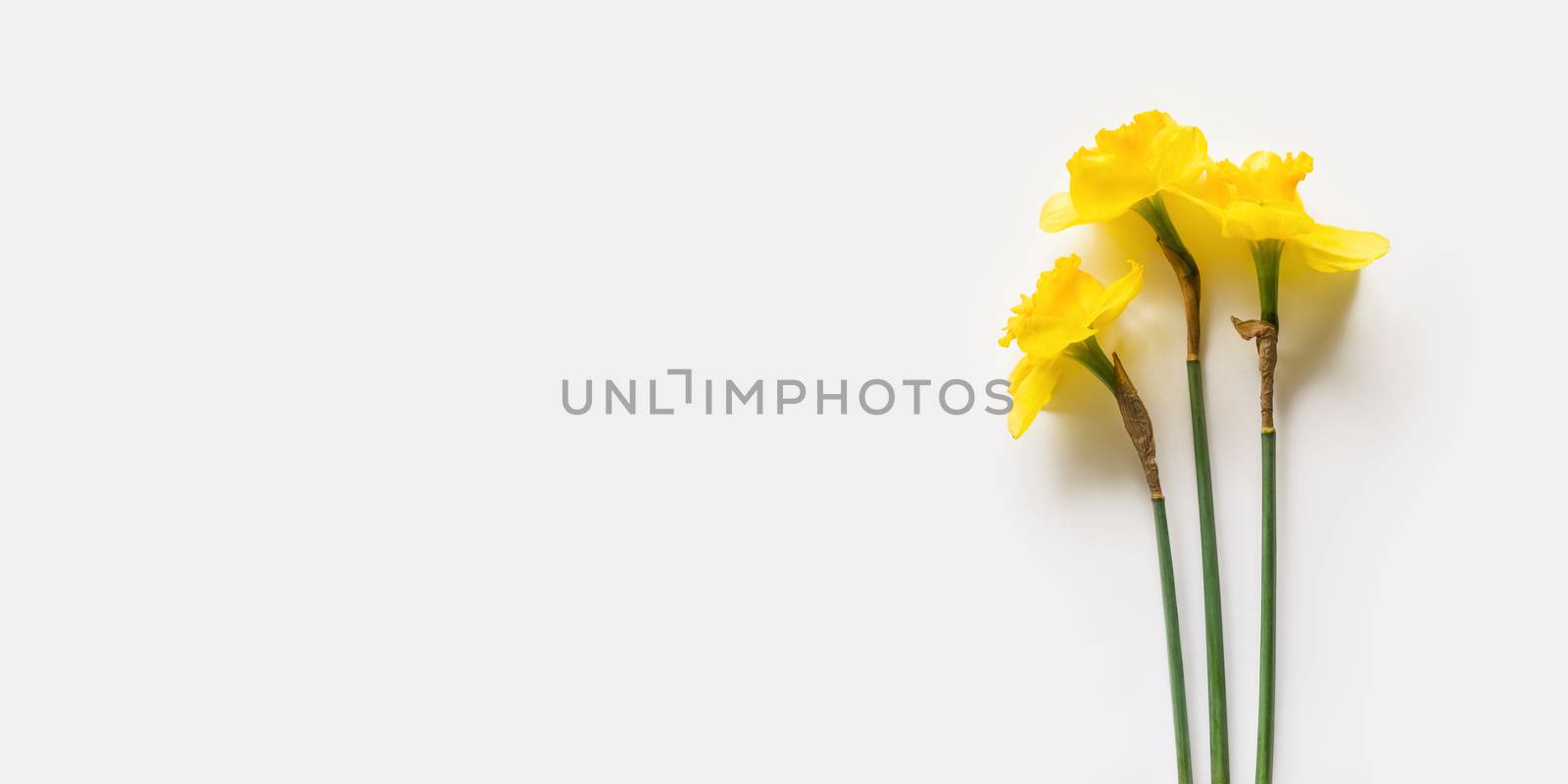 Bouquet of three Narcissus or daffodils. Bright yellow flowers on white background. Banner with copy space.