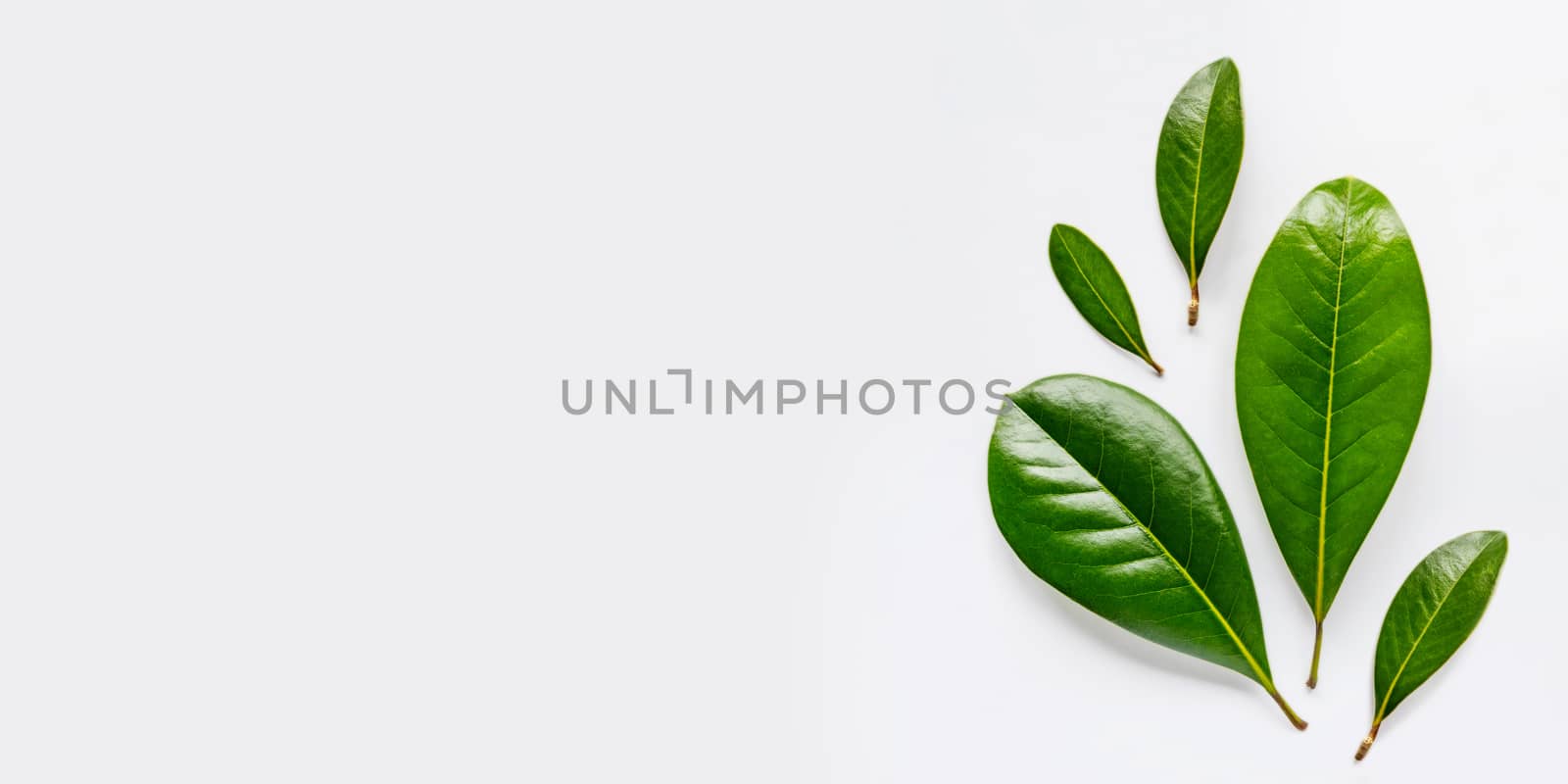 Top view on five fresh green leaves on white background with copy space. by aksenovko
