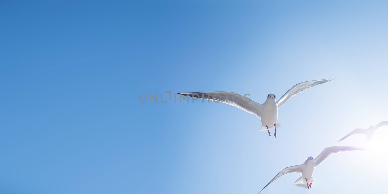 Seagulls float in the air. Bottom view of sea birds against a clear sky and bright sun.