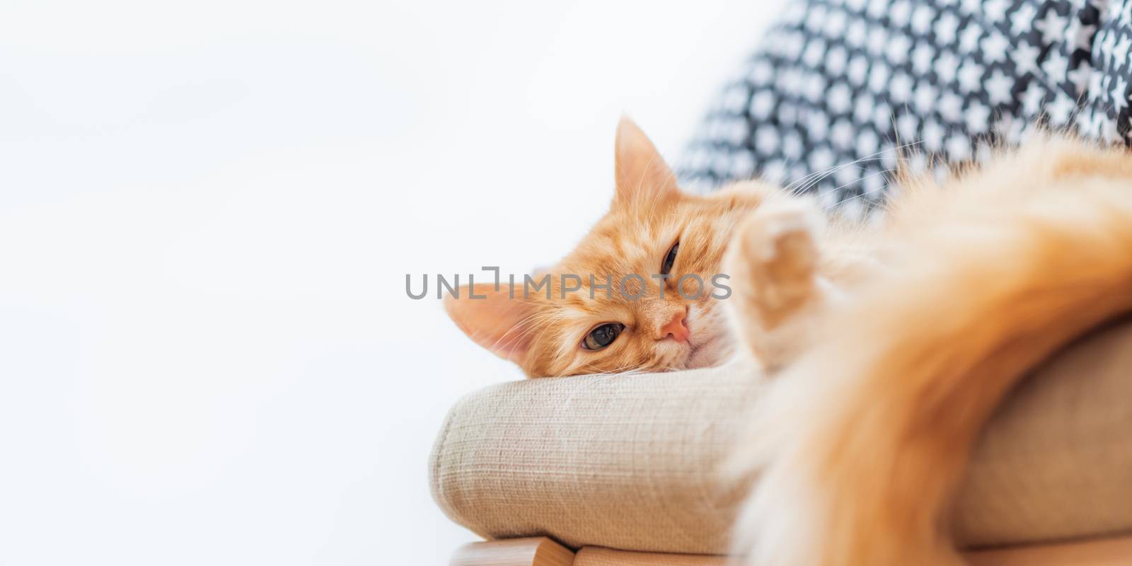 Cute ginger cat is lying on beige chair. Pile of crumpled clothes behind fluffy pet. White background with copy space.