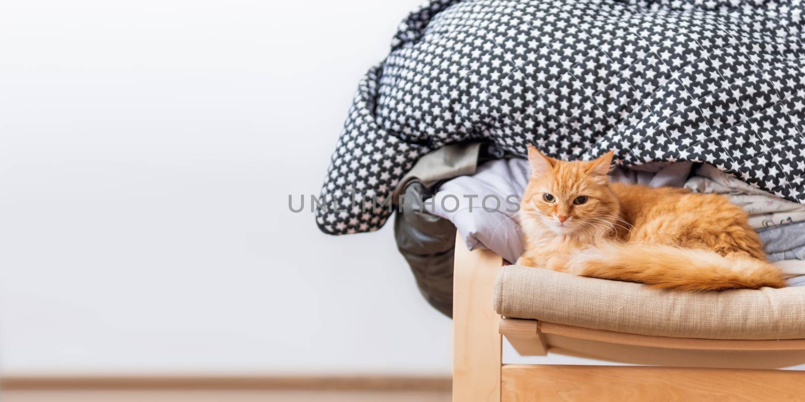 Cute ginger cat is lying on beige chair. Pile of crumpled clothes behind fluffy pet. White background with copy space.